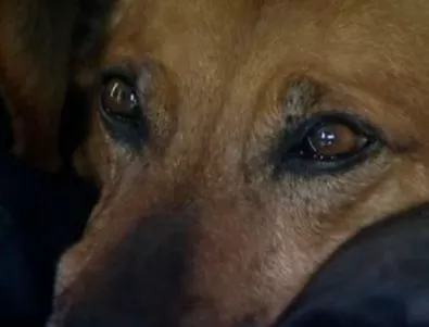Вярно куче чака починалия си собственик вече няколко месеца