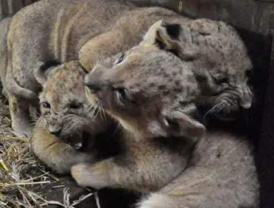 Варненският зоопарк показа трите новородени лъвчета