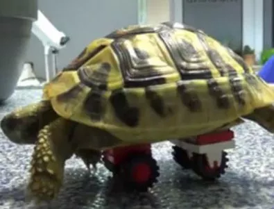 Протезираха костенурка с Lego
