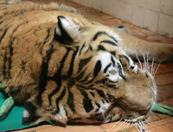 Тигър уби човек в Тбилиси