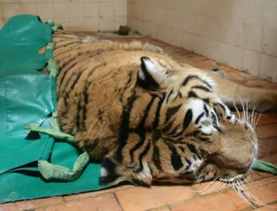 В Бангладеш убиха шестима бракониери на тигри