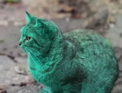 Зелена котка прочу България