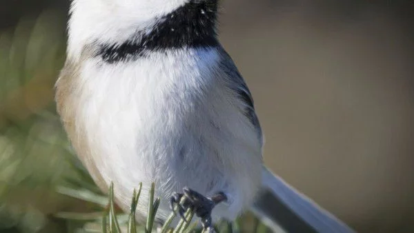 Слънчево и тихо време