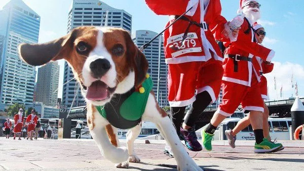 8 декември: Кой стана жена на годината и коледен маратон с кучета