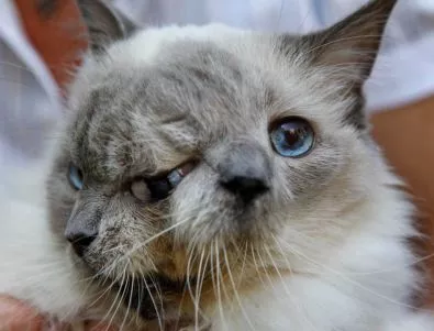 Котката с две лица, Франк и Луи, почина на 15 години