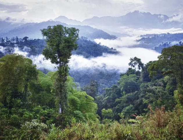Амазонската гора бива унищожавана с неподозирана скорост