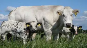 Фенове на Арсенал не стигнаха до Бърнли заради сблъсък с говедата