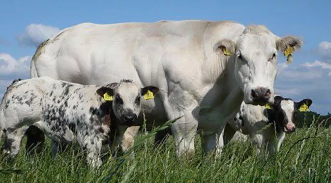 Фенове на Арсенал не стигнаха до Бърнли заради сблъсък с говедата