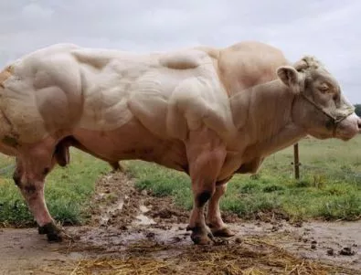 ГМО-мутантът Белгийско синьо говедо