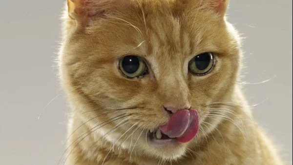 Котка изяде риба за над $1 хиляда