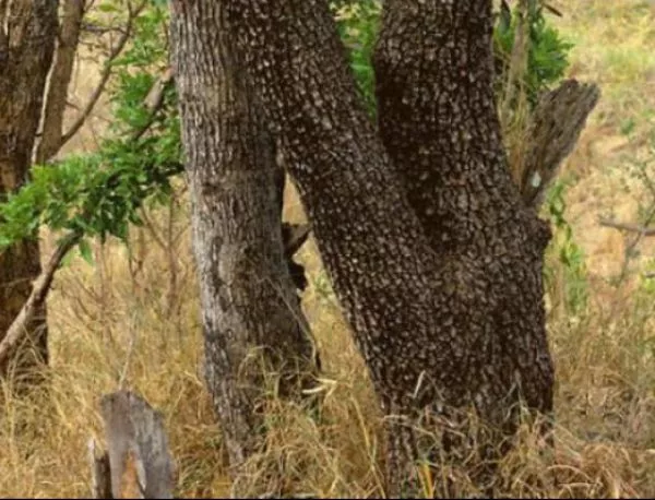 Можете ли да намерите леопарда на снимката? 