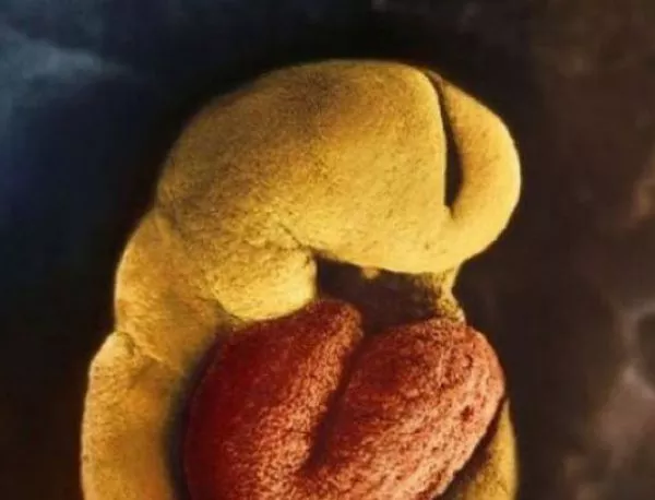 Учени модифицираха човешки ембрион. Какво се случи?