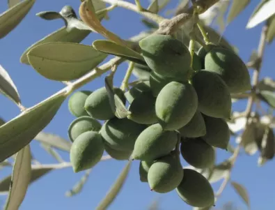 Как да си отгледаме маслиново дръвче?