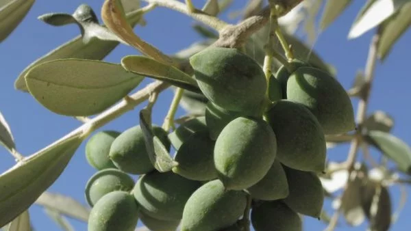 Гърция: маслини или високи технологии?