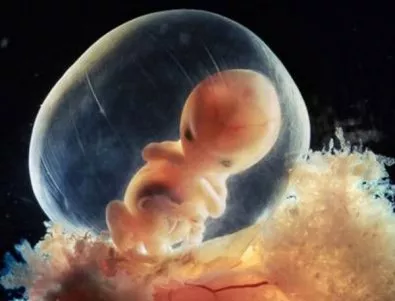 Холандия ще отглежда човешки ембриони за изследване