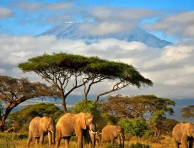  Пожар избухна на „покрива на Африка“ – Килиманджаро 