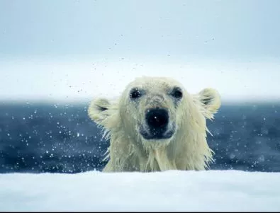 Глобалното затопляне влияе зле на пениса на бялата мечка