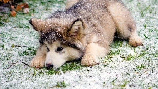 Съд в Хърватия забрани на куче да лае