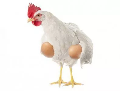 Кое е първо - яйцето или кокошката? Отговорът ще ви изуми (ВИДЕО) 