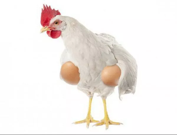 Кое е първо - яйцето или кокошката? Отговорът ще ви изуми (ВИДЕО) 