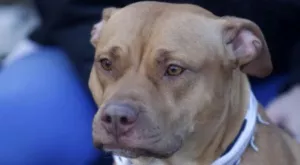 Футбол и спорт по телевизията днес