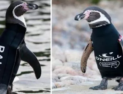Плешив пингвин има нужда от специален костюм