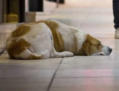 Над 50% от кучетата в приюта в Бургас са осиновени