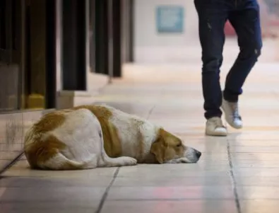 Все повече хора осиновяват бездомни кучета
