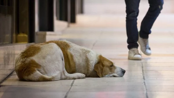 Все повече хора осиновяват бездомни кучета