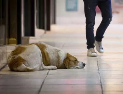 Кастрират бездомни кучета и котки във Видин