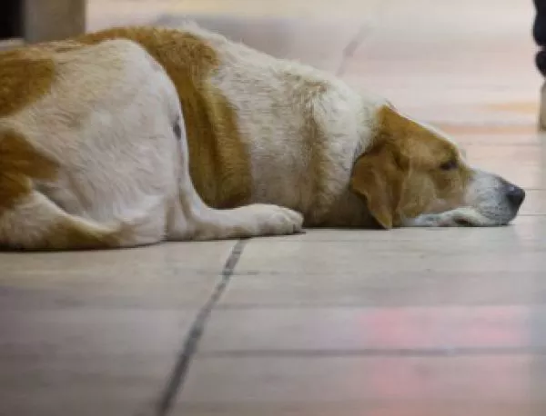 Прокуратурата в Раднево образува досъдебно производство за смъртта на куче 