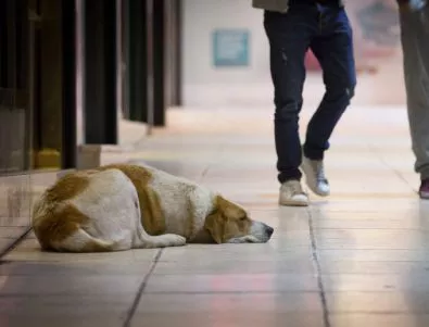 Национална програма ще овладява популацията на бездомните кучета