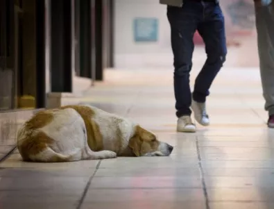Проблемът с бездомните кучета остава сериозен в цялата страна