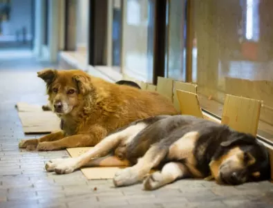 Столичната община ще плати 26 хил. лева на нападнат от бездомни кучета колоездач