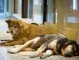 Държавата предоставя свой имот за приют за кучета в Ловеч