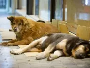 Община Пазарджик стартира мерки за противодействие на проблема с бездомните кучета 