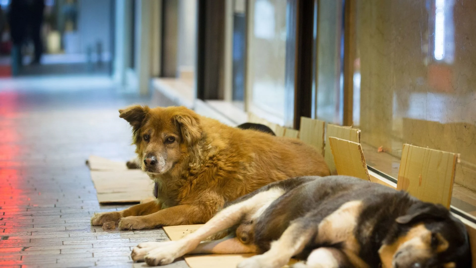 Община Пазарджик стартира мерки за противодействие на проблема с бездомните кучета 