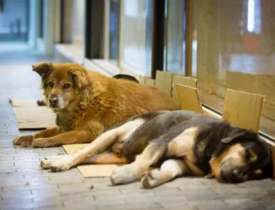 Бум на бездомните кучета в крайните квартали на Варна