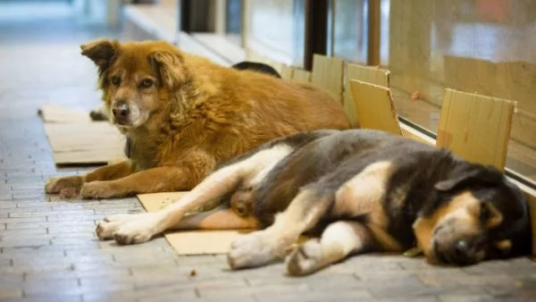 В Сливен се търсят осиновители на бездомни кучета‏
