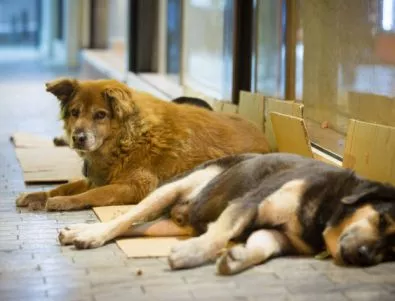 Все повече кучета се осиновяват в София