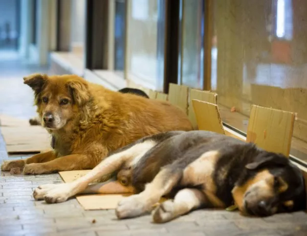 Столична община отделя 2 милиона за кастриране на бездомни кучета, но те не намаляват