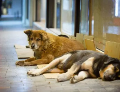 Само 15 общини нямат програми за овладяване на бездомните кучета