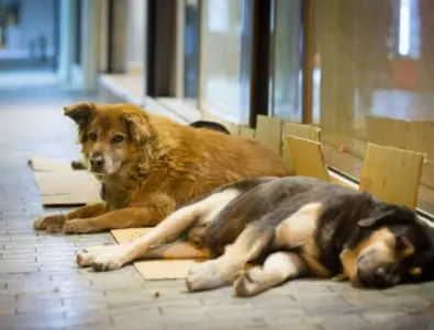 Община Благоевград ще глобява хора, които хранят бездомни кучета