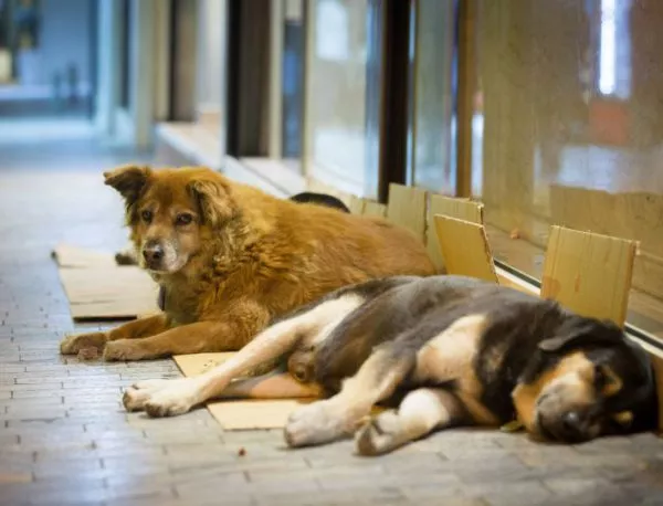 Велико Търново ще има приют за бездомни кучета