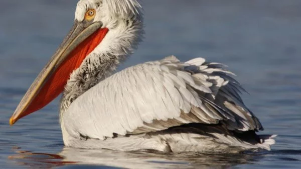 21 пеликана намерени мъртви в "Сребърна" 