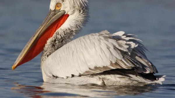 Откриха птичи грип при два пеликана в Сребърна 