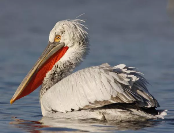 Пеликаните се завръщат в езерото "Сребърна"