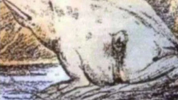 Можете ли да откриете коня на снимката?