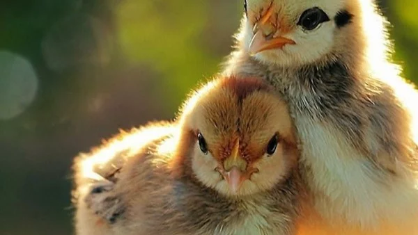 МЗ с препоръки във връзка със зачестили случаи на птичи грип сред птиците
