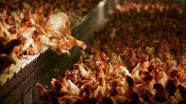В Пазарджишко приеха мерки срещу птичия грип